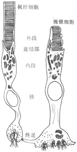 光感受器细胞模式图