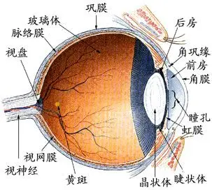 人眼结构图